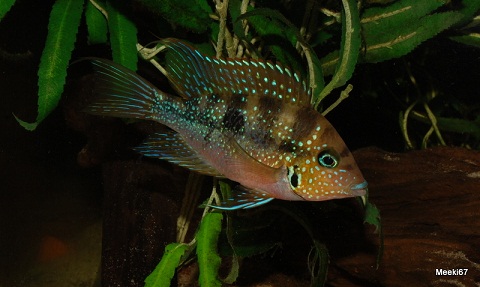 aureus bleu