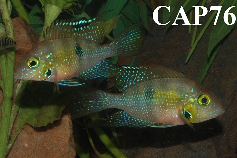 helleri Chacamax