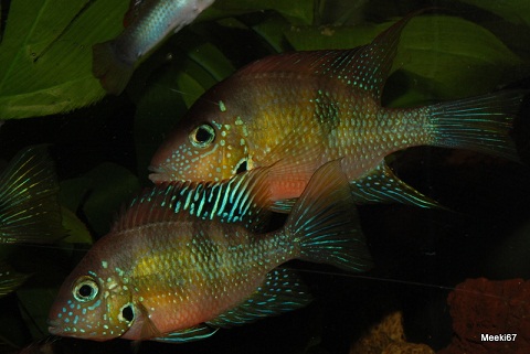 helleri Corzo