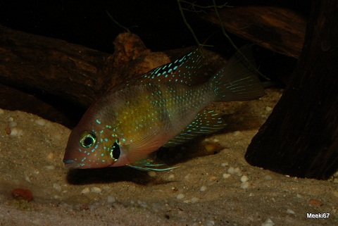 helleri Pichucalco