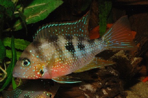 maculipinis Rio Lalana