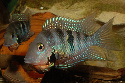 meeki du mopan